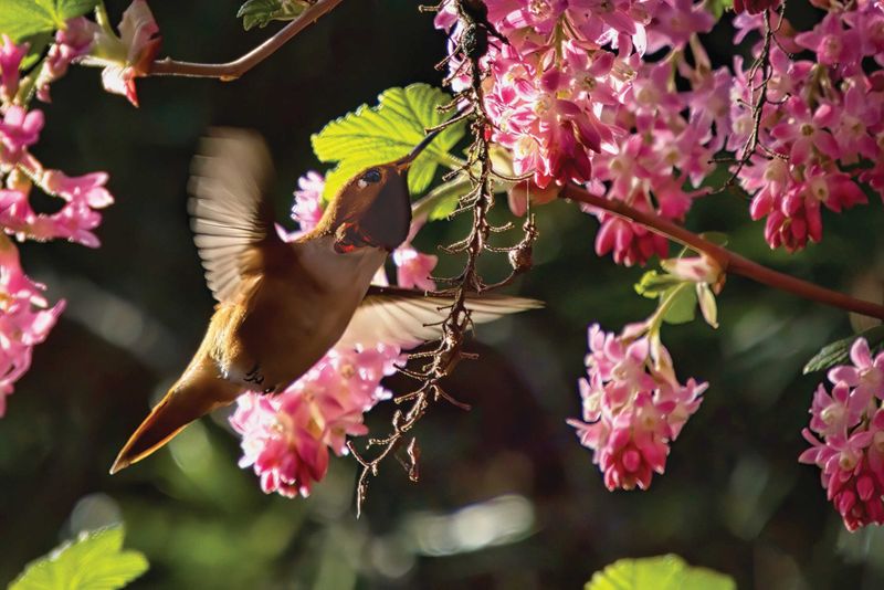 The Only Oregon Native Plant You Need If You Want Hummingbirds In Your Garden All Season Long The Only Oregon Native Plant You Need If You Want Hummingbirds In Your Garden All Season Long