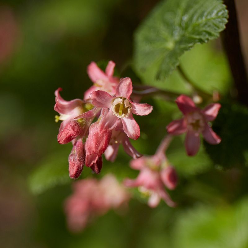 The Only Oregon Native Plant You Need If You Want Hummingbirds In Your Garden All Season Long The Only Oregon Native Plant You Need If You Want Hummingbirds In Your Garden All Season Long