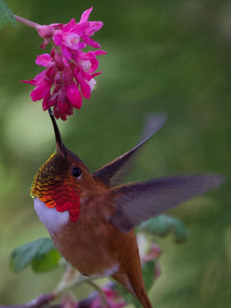 The Only Oregon Native Plant You Need If You Want Hummingbirds In Your Garden All Season Long The Only Oregon Native Plant You Need If You Want Hummingbirds In Your Garden All Season Long