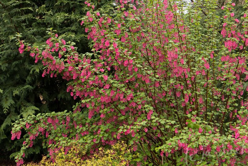 The Only Oregon Native Plant You Need If You Want Hummingbirds In Your Garden All Season Long The Only Oregon Native Plant You Need If You Want Hummingbirds In Your Garden All Season Long