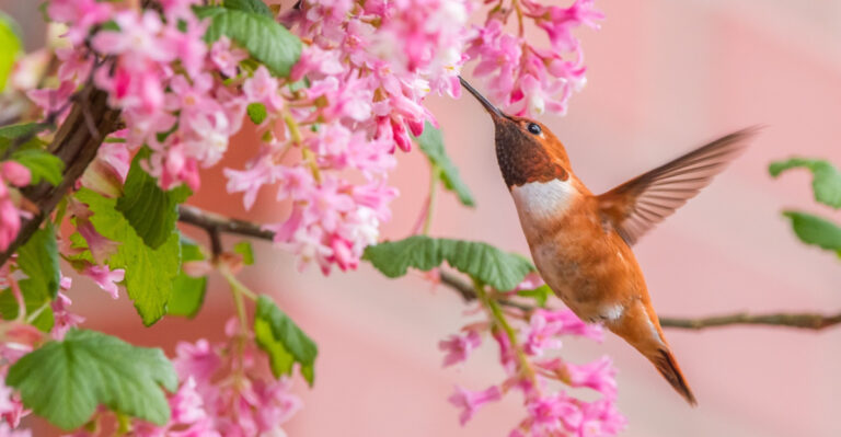 The Only Oregon Native Plant You Need If You Want Hummingbirds In Your Garden All Season Long