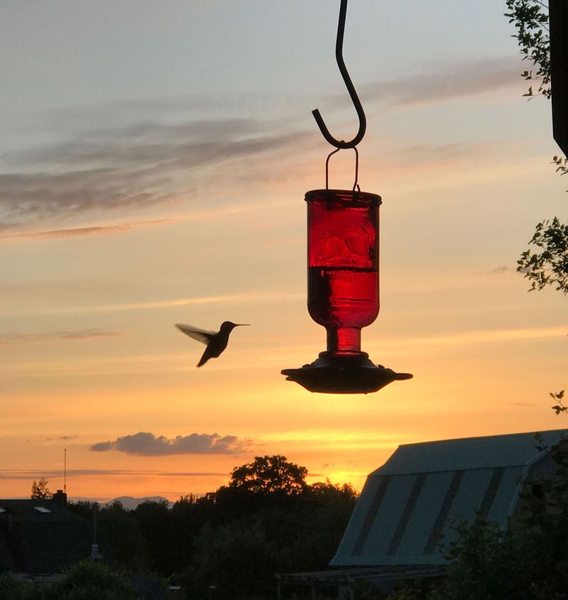 The Only Oregon Native Plant You Need If You Want Hummingbirds In Your Garden All Season Long The Only Oregon Native Plant You Need If You Want Hummingbirds In Your Garden All Season Long
