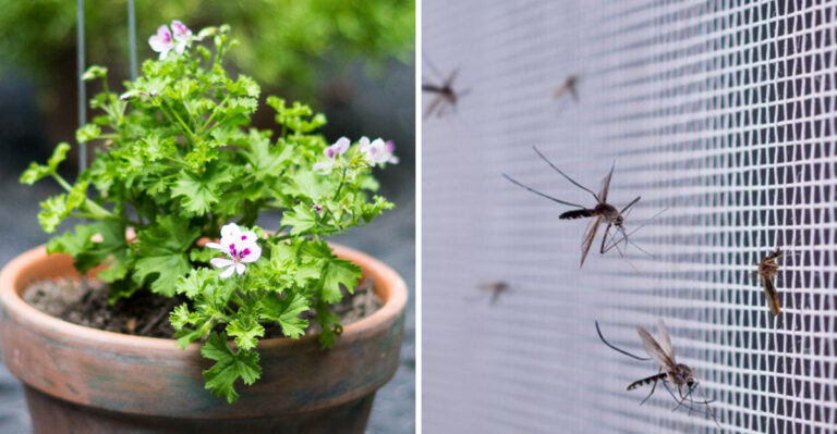 scented geranium and mosquito