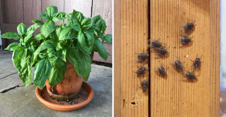 basil and flies