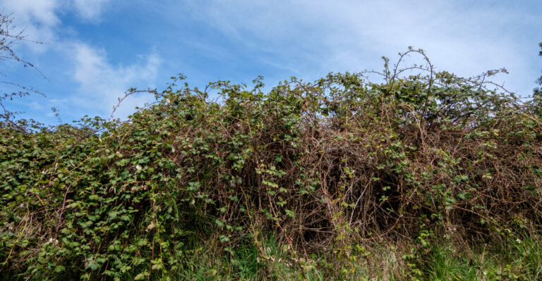 The Only Time Of Year Himalayan Blackberry Removal Actually Works In Oregon And Most Gardeners Miss It