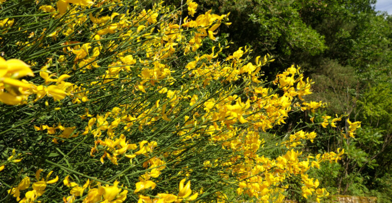 The Only Time Of Year To Remove Scotch Broom In Oregon For Results That Actually Last