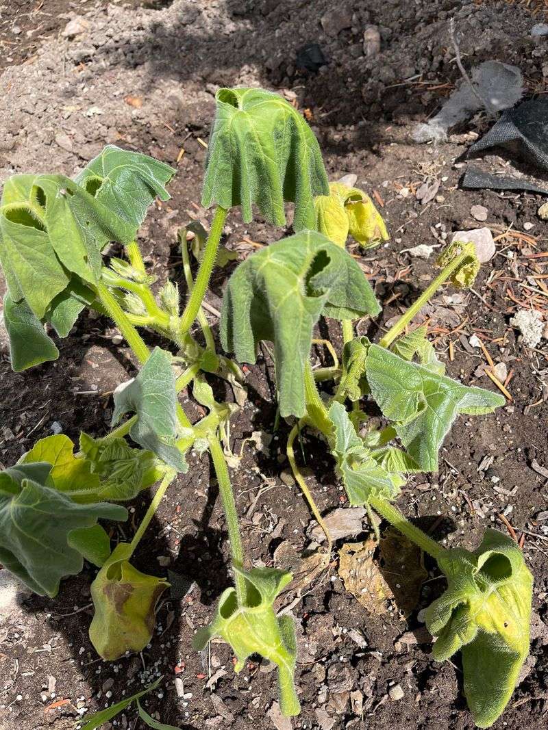 The Ooze Test Gardeners Use To Confirm It