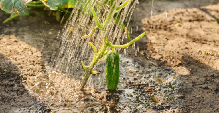 The Oregon Cucumber Watering Mistake That Causes Bitter Fruit Most Gardeners Never Connect