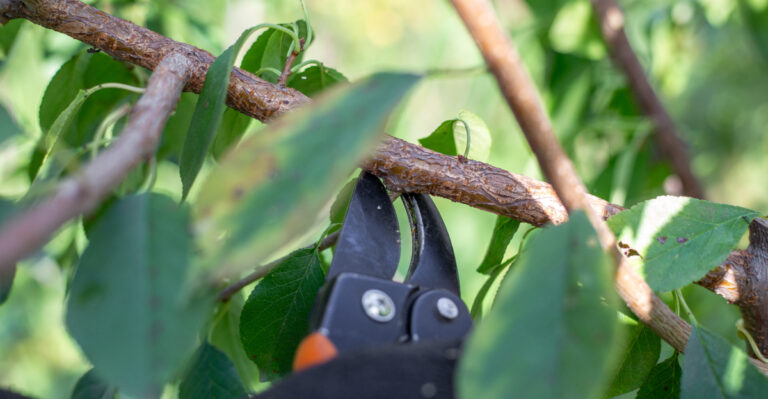 The Oregon Fruit Tree Summer Pruning Window Gardeners Should Not Miss