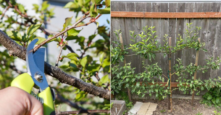 The Oregon Fruit Trees That Need Summer Pruning In July For Better Harvests Next Year