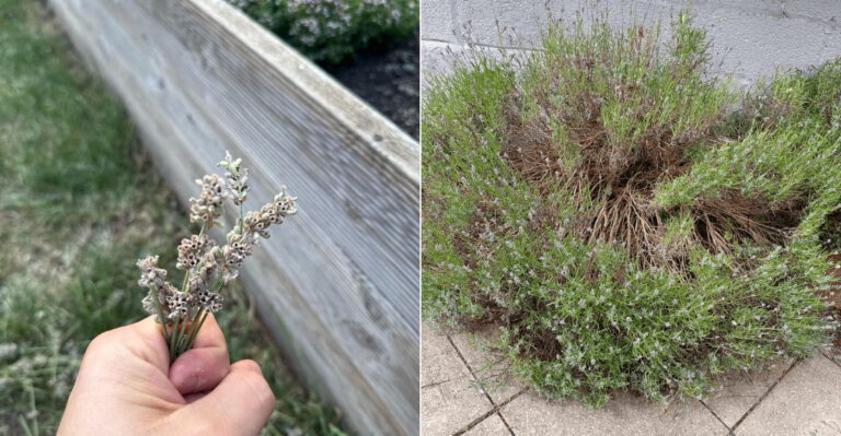 The Oregon Lavender Task Gardeners Should Finish Before August Ends
