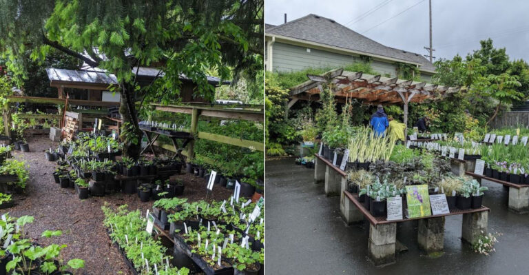 The Oregon Native Plant Nurseries Worth The Summer Drive That Most Gardeners Have Never Heard Of
