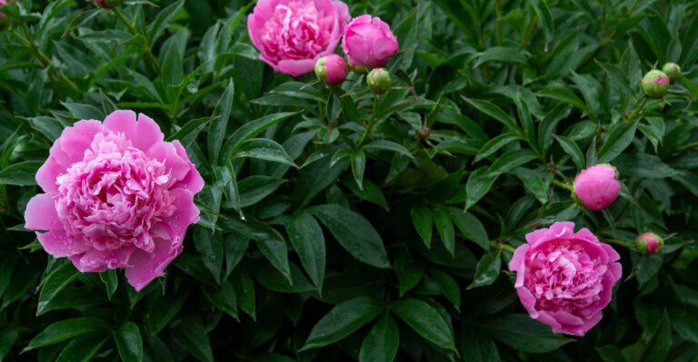 The Oregon Peony Mistake Made Right After Blooming That Ruins Next Year’s Display Completely