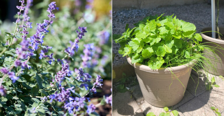 The Oregon Plants That Actually Repel Roaches From Getting Near The House