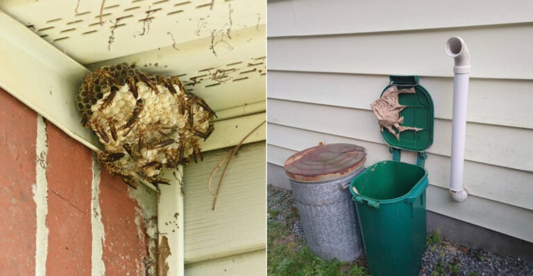 The Oregon Yard Spots Where Wasps Keep Returning Every Summer And Why