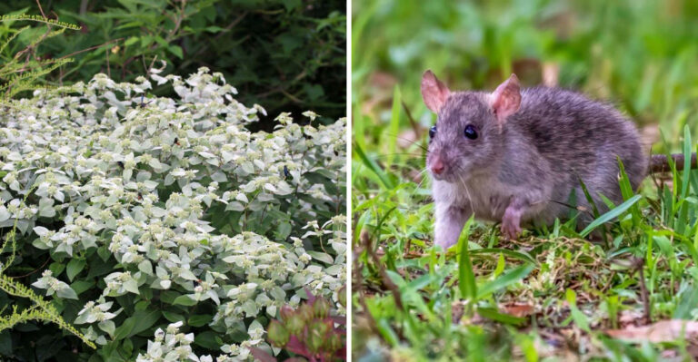 The Overlooked Pennsylvania Native Wildflower That Helps Create A Less Rat-Friendly Backyard Garden