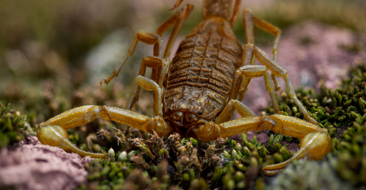 Scorpion (featured image)