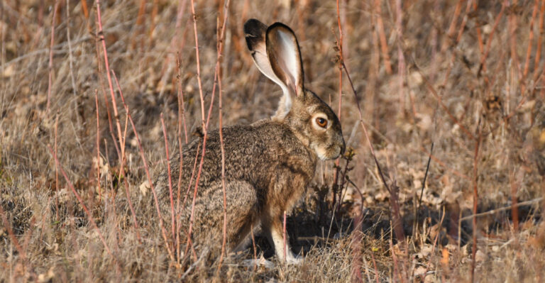 Jackrabbits (featured image)