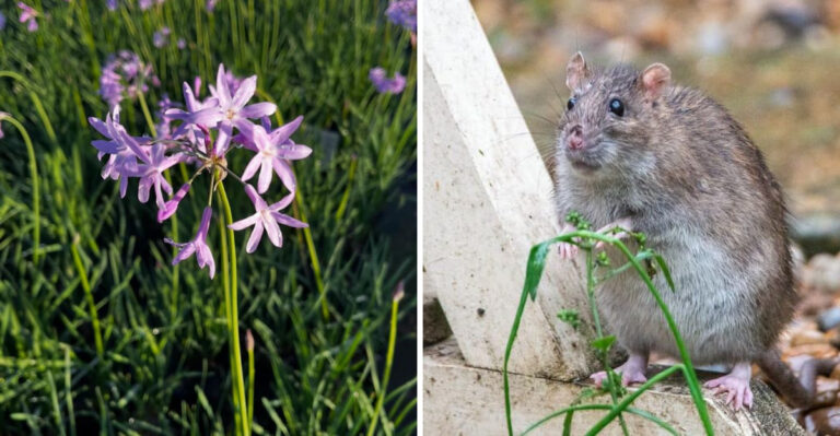 society garlic and rat