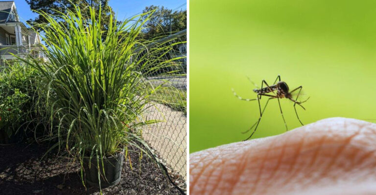 The Overlooked Texas Porch Plant That Helps Deter Pests And Impresses Guests