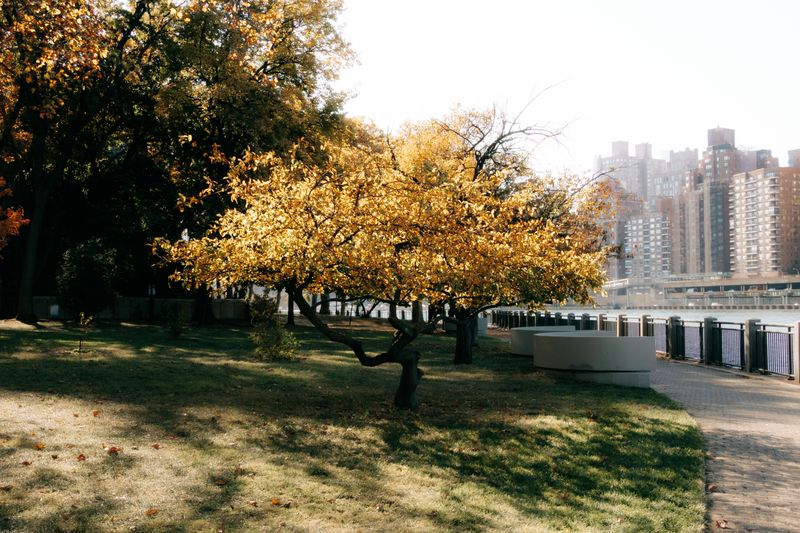 The Overlooked Threat To New York's Oak Trees The Overlooked Threat To New York's Oak Trees