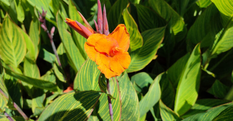 The Overwatering Mistake That Stalls Georgia Canna Lilies Every Summer