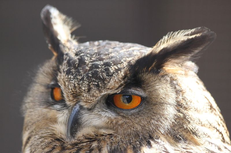 The Owl May Be Advertising Its Territory