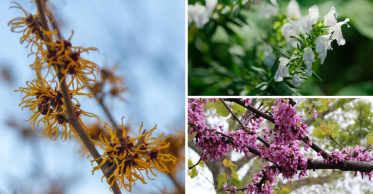 The Ozark Native Plants Worth Adding To Arkansas Yards This Summer