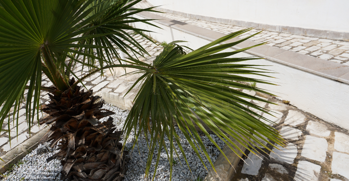 Palm tree (featured image)