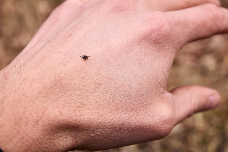 The Pathogen That Transmits Far Faster: Powassan Virus