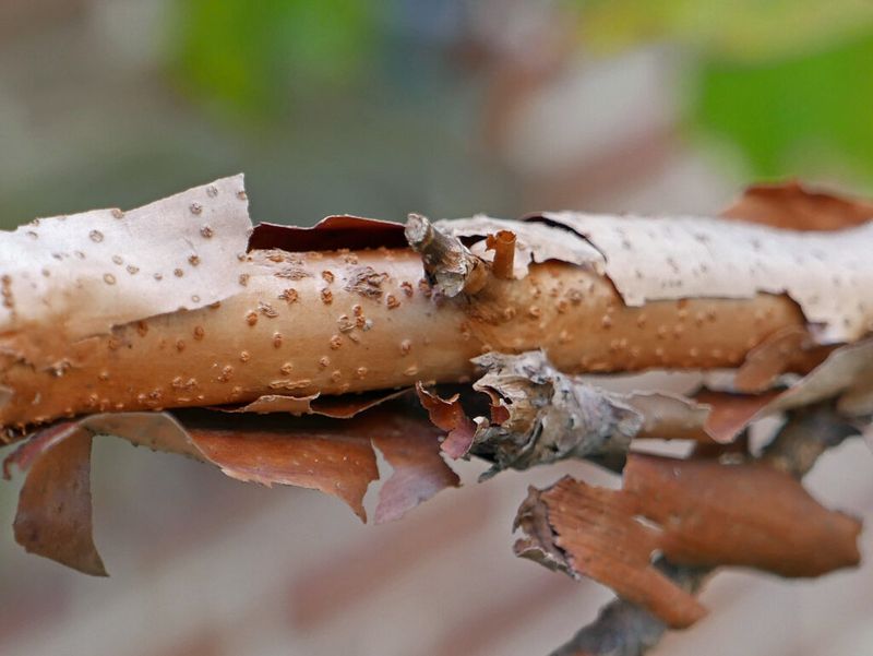 The Peeling Bark Adds Winter Character The Peeling Bark Adds Winter Character