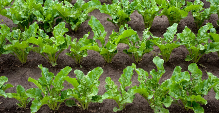 The Pennsylvania Fall Crops To Plant Now For Harvest Before Frost