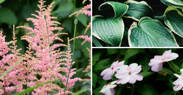 The Pennsylvania Garden Plants Most Vulnerable To August Heat, And How To Protect Each One Before It Is Too Late