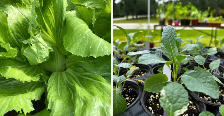 The Pennsylvania Greens To Direct Sow Before The Late-Summer Heat Breaks