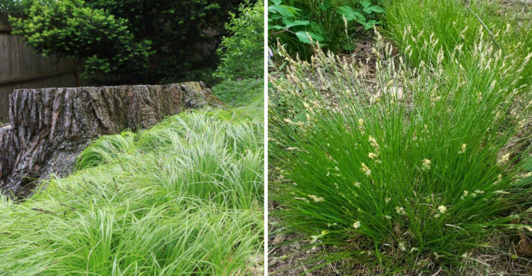 pennsylvania sedge