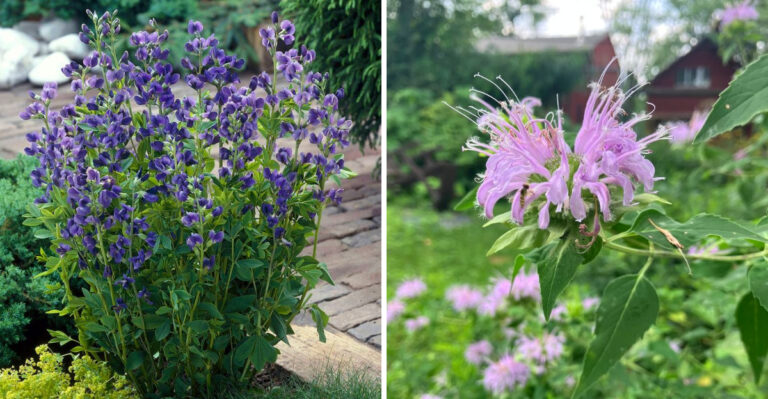 The Pennsylvania Highlands Plants Handling Drought Better Than Anything In The Valleys