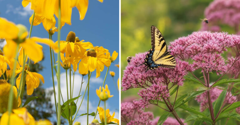 The Pennsylvania Native Plants That Create The Most Dramatic Maximalist Garden Displays In Summer
