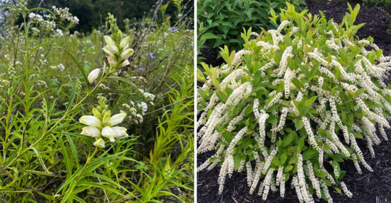 white turtlehead and virginia sweetspire