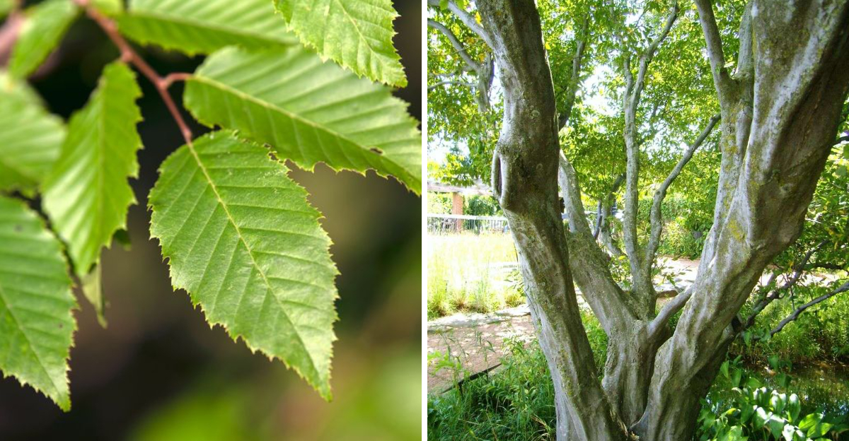 american hornbeam