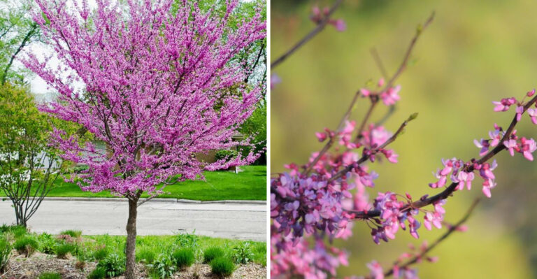 eastern redbud