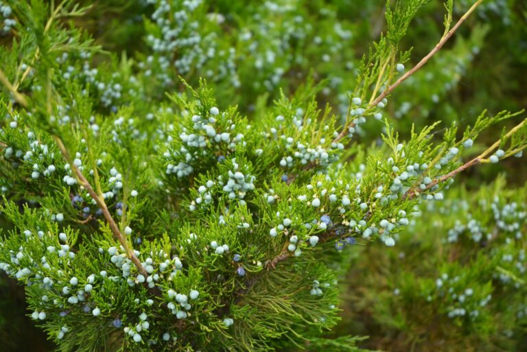 eastern red cedar