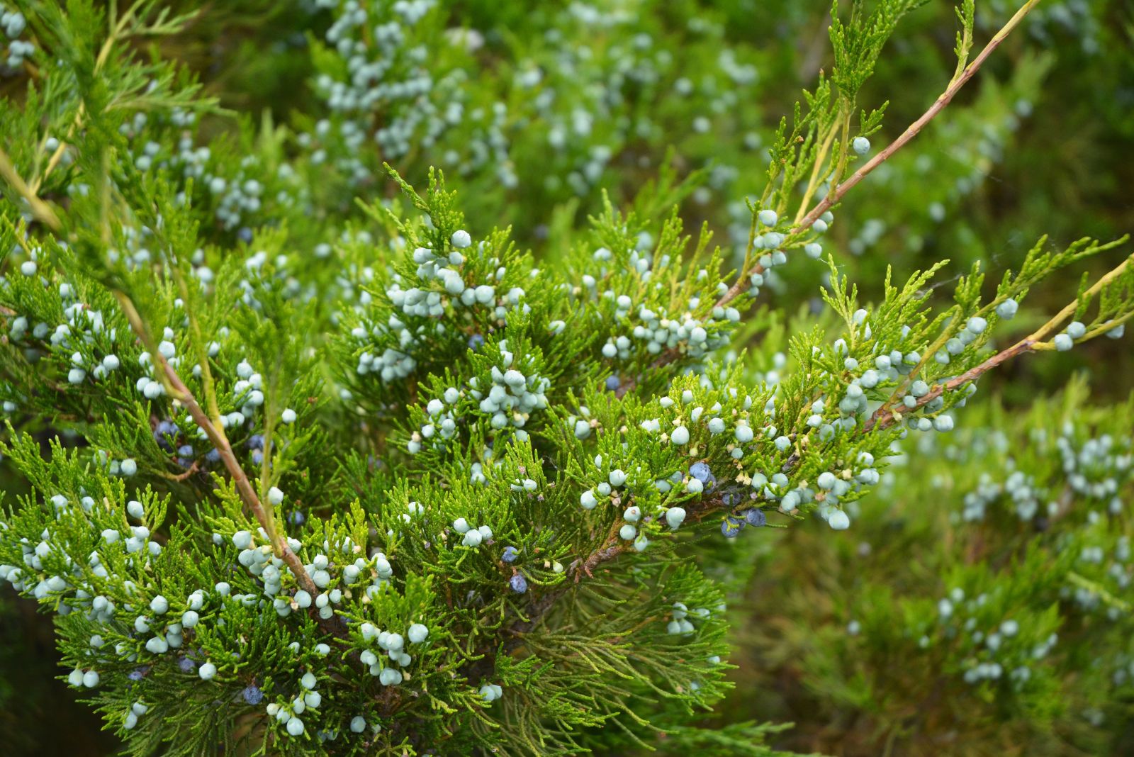 eastern red cedar