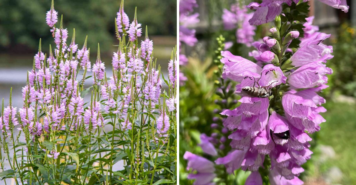 obedient plant