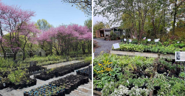 The Pennsylvania Nurseries With Rare Native Flowering Trees Worth The Drive