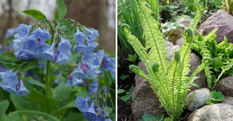 virginia bluebells and ostrich fern