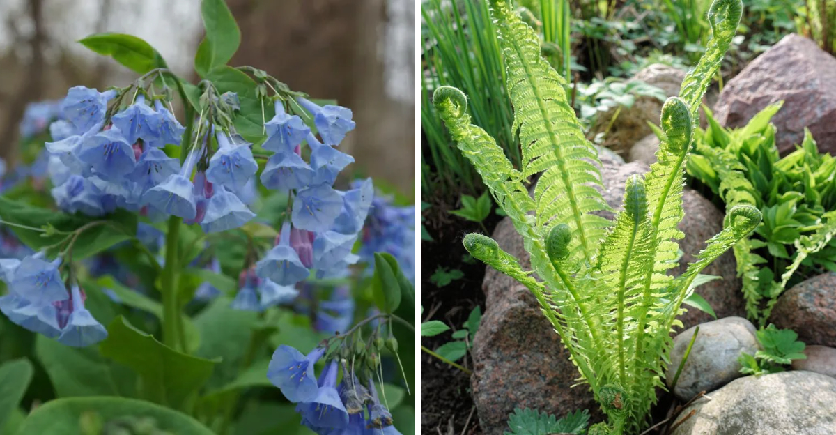 virginia bluebells and ostrich fern