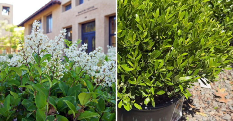 privet and inkberry holly