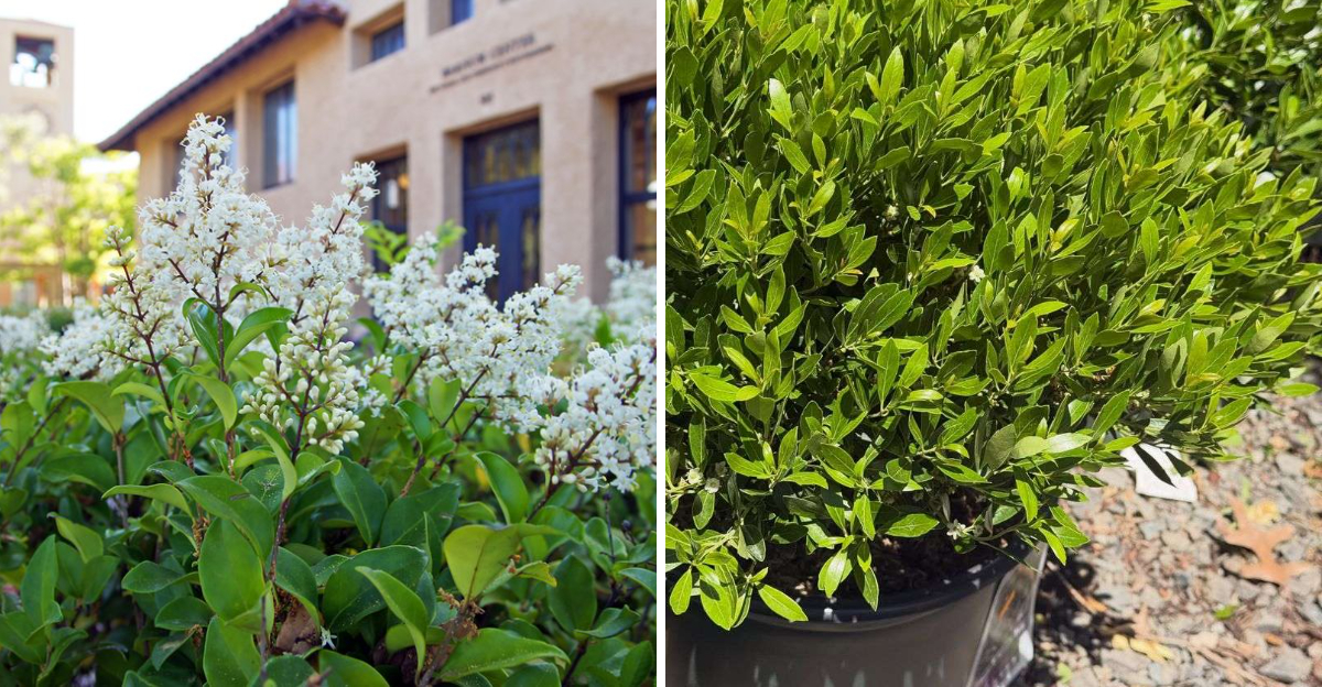 privet and inkberry holly