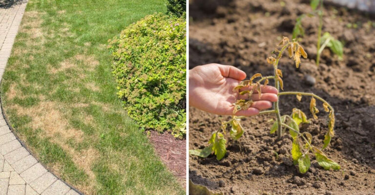 The Pennsylvania Rust Belt Cities Where Yards Are Struggling Most This Summer