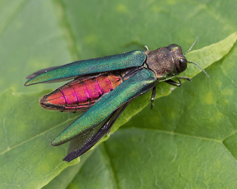 The Pennsylvania Tree Pest Destroying More Trees Than Many Homeowners Realize